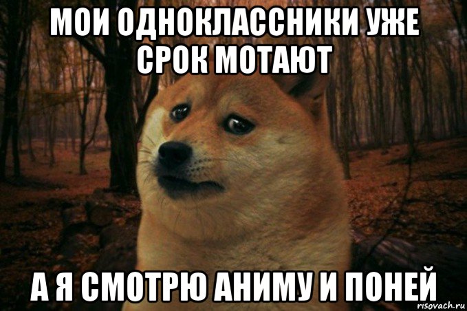 мои одноклассники уже срок мотают а я смотрю аниму и поней, Мем SAD DOGE