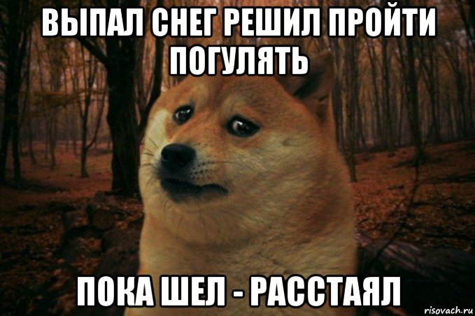 выпал снег решил пройти погулять пока шел - расстаял, Мем SAD DOGE