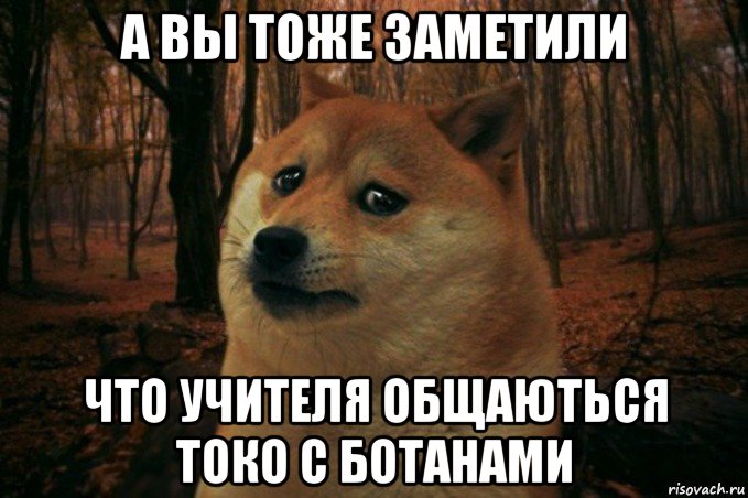 а вы тоже заметили что учителя общаються токо с ботанами, Мем SAD DOGE