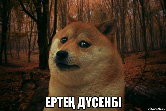  ертеҢ дҮсенбi, Мем SAD DOGE