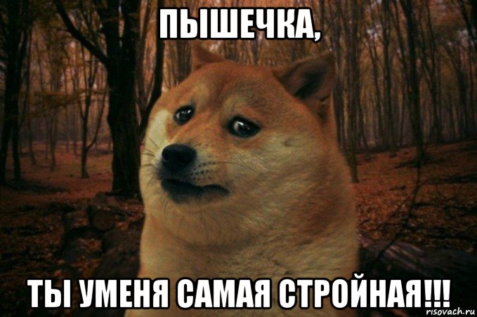 пышечка, ты уменя самая стройная!!!, Мем SAD DOGE