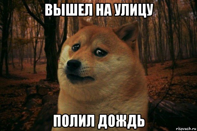 вышел на улицу полил дождь, Мем SAD DOGE