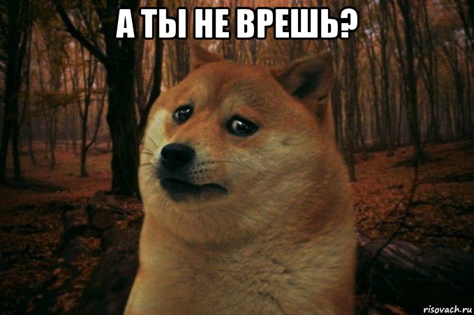 а ты не врешь? , Мем SAD DOGE