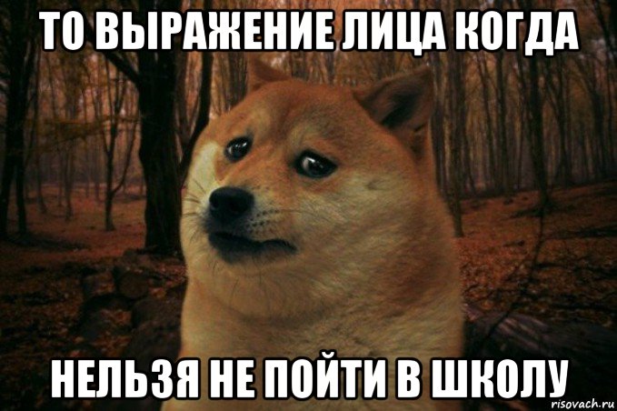 то выражение лица когда нельзя не пойти в школу, Мем SAD DOGE