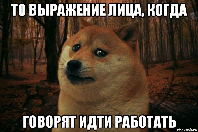 то выражение лица, когда говорят идти работать, Мем SAD DOGE