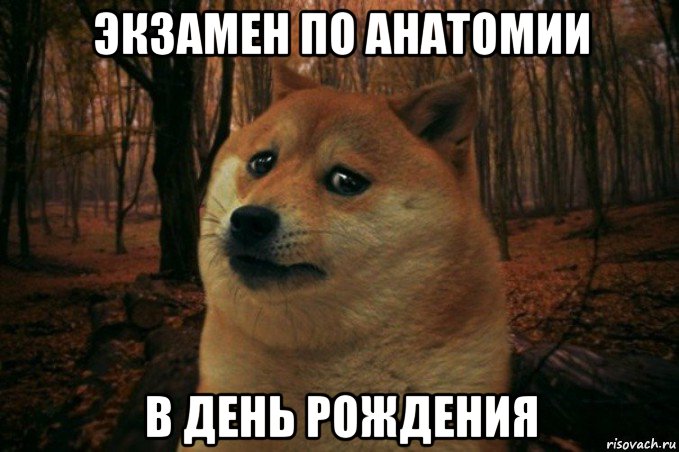 экзамен по анатомии в день рождения, Мем SAD DOGE