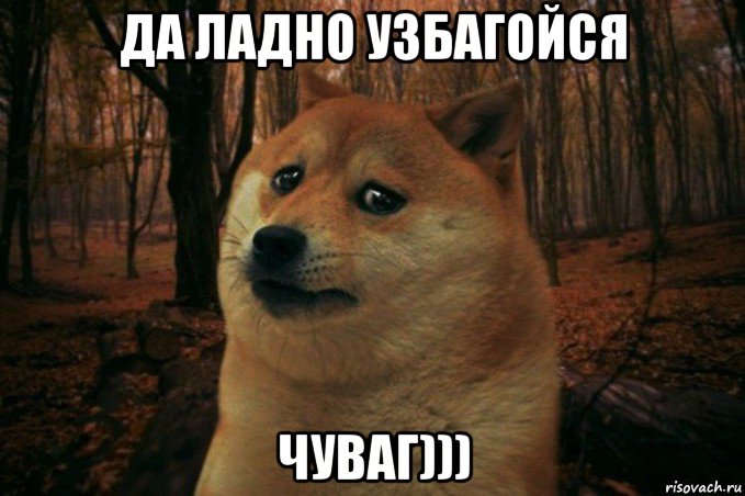 да ладно узбагойся чуваг))), Мем SAD DOGE