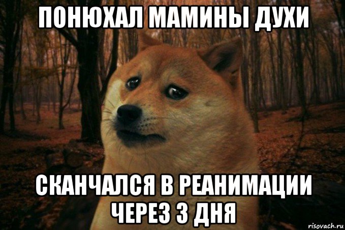 понюхал мамины духи сканчался в реанимации через 3 дня, Мем SAD DOGE