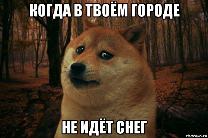 когда в твоём городе не идёт снег, Мем SAD DOGE