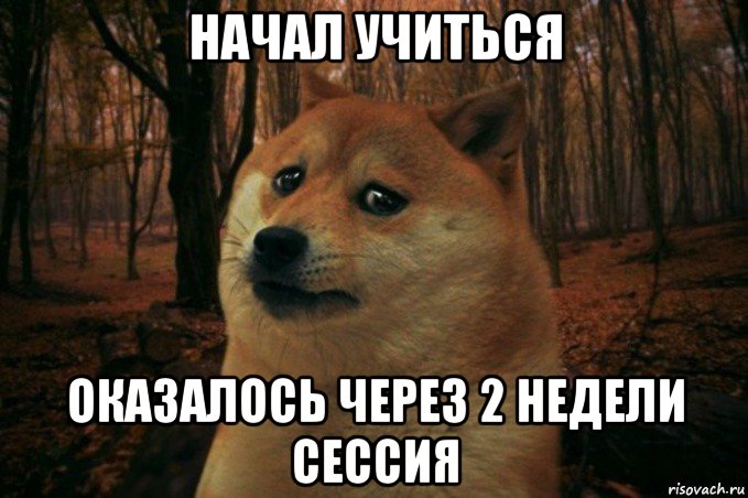 начал учиться оказалось через 2 недели сессия, Мем SAD DOGE