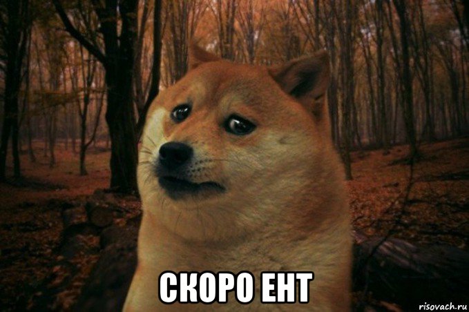  скоро ент, Мем SAD DOGE