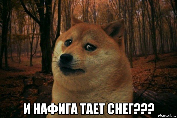  и нафига тает снег???, Мем SAD DOGE