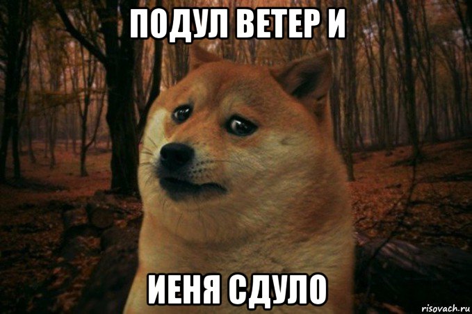 подул ветер и иеня сдуло, Мем SAD DOGE