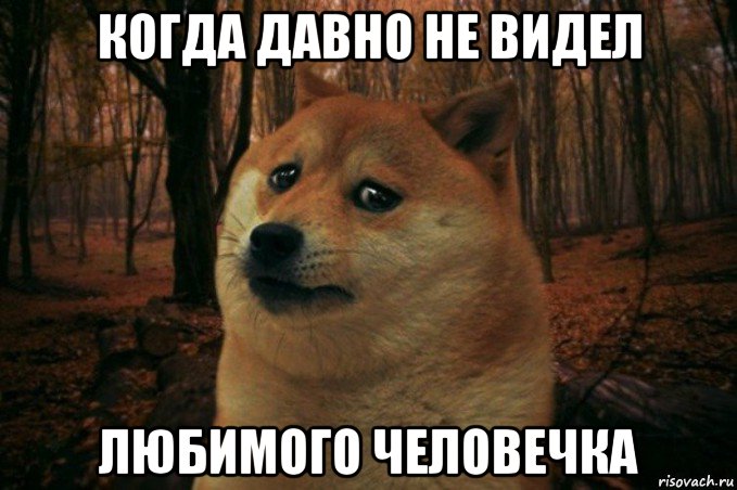 когда давно не видел любимого человечка, Мем SAD DOGE