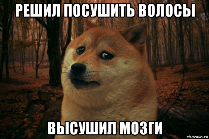 решил посушить волосы высушил мозги, Мем SAD DOGE