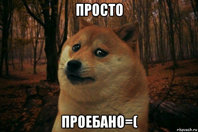 просто проебано=(, Мем SAD DOGE