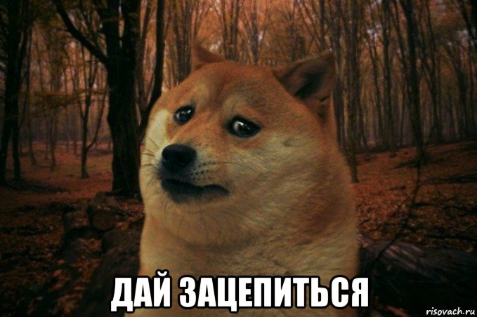  дай зацепиться, Мем SAD DOGE