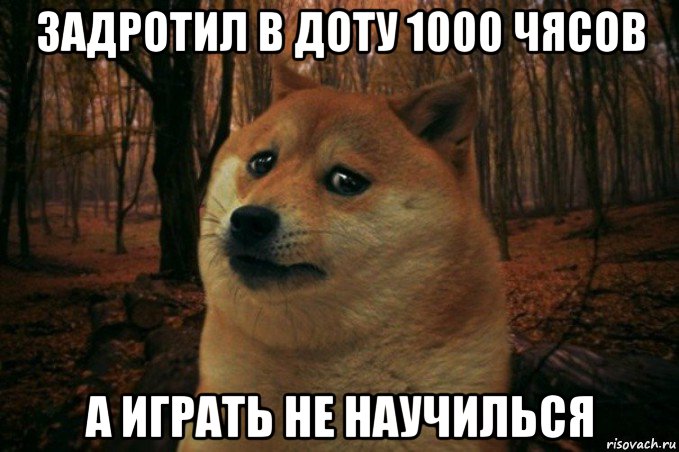 задротил в доту 1000 чясов а играть не научилься, Мем SAD DOGE