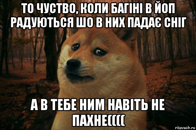 то чуство, коли багіні в йоп радуються шо в них падає сніг а в тебе ним навіть не пахне((((, Мем SAD DOGE