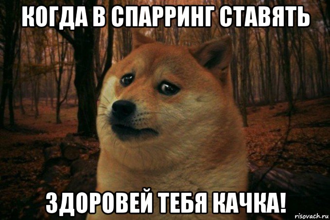 когда в спарринг ставять здоровей тебя качка!, Мем SAD DOGE