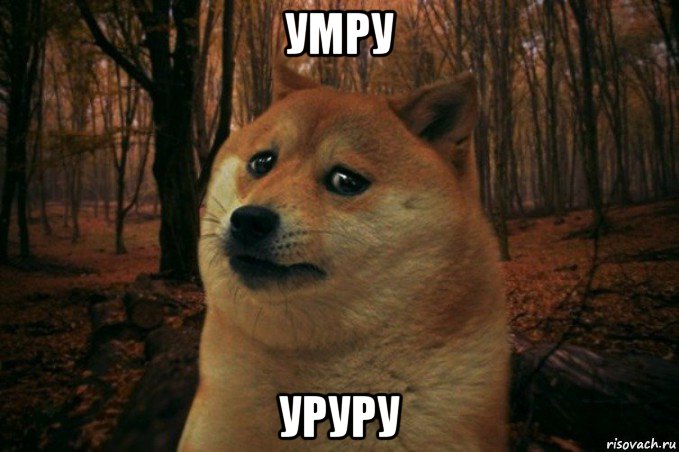 умру уруру, Мем SAD DOGE