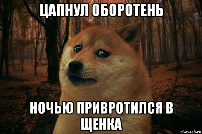 цапнул оборотень ночью привротился в щенка, Мем SAD DOGE