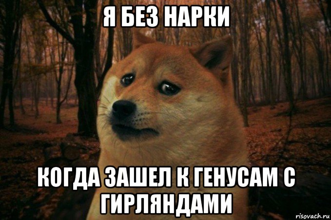 я без нарки когда зашел к генусам с гирляндами, Мем SAD DOGE