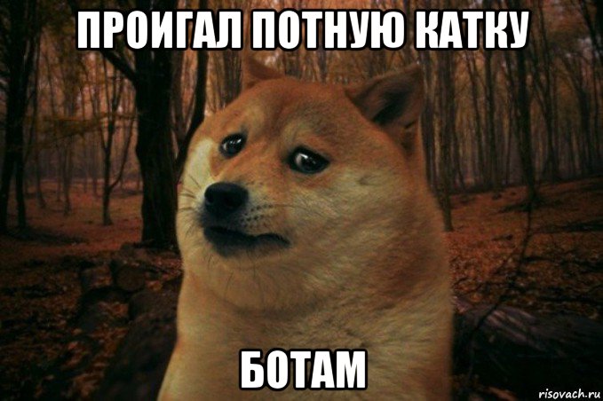 проигал потную катку ботам, Мем SAD DOGE