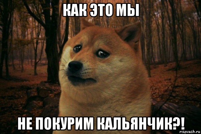 как это мы не покурим кальянчик?!, Мем SAD DOGE