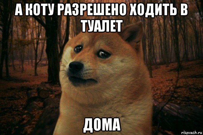 а коту разрешено ходить в туалет дома, Мем SAD DOGE