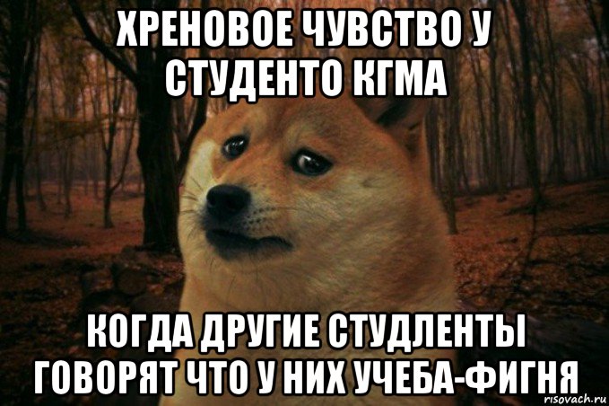 хреновое чувство у студенто кгма когда другие студленты говорят что у них учеба-фигня, Мем SAD DOGE