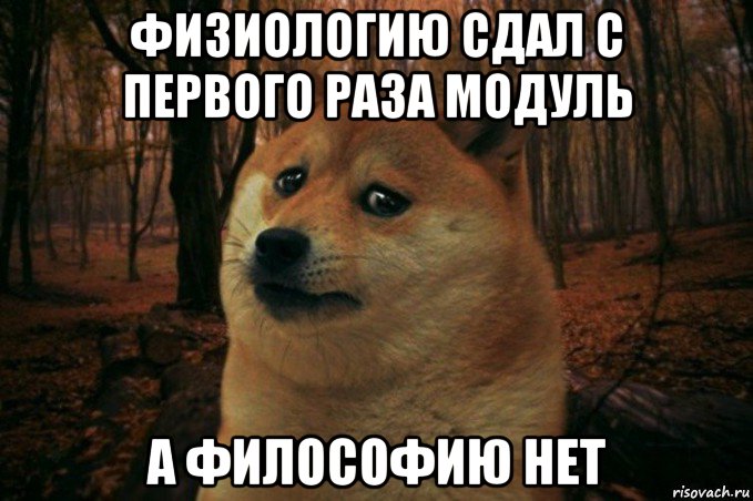 физиологию сдал с первого раза модуль а философию нет, Мем SAD DOGE