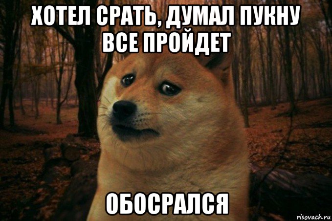 хотел срать, думал пукну все пройдет обосрался, Мем SAD DOGE