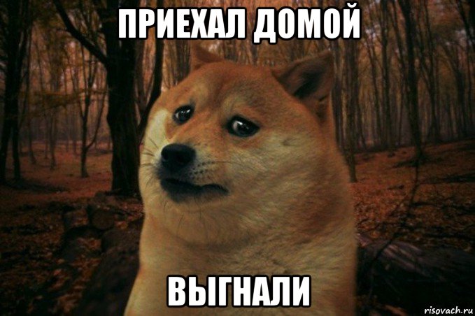 приехал домой выгнали, Мем SAD DOGE