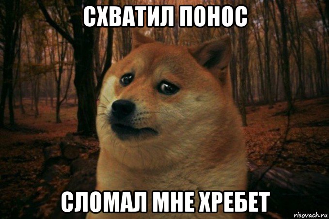 схватил понос сломал мне хребет, Мем SAD DOGE