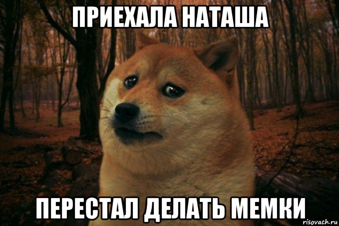 приехала наташа перестал делать мемки, Мем SAD DOGE