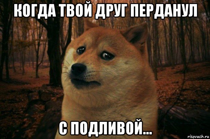 когда твой друг перданул с подливой..., Мем SAD DOGE