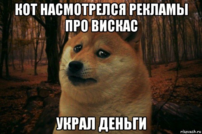 кот насмотрелся рекламы про вискас украл деньги, Мем SAD DOGE