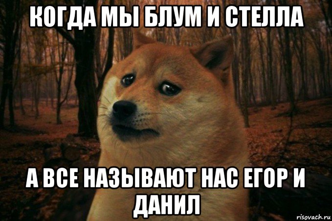 когда мы блум и стелла а все называют нас егор и данил, Мем SAD DOGE