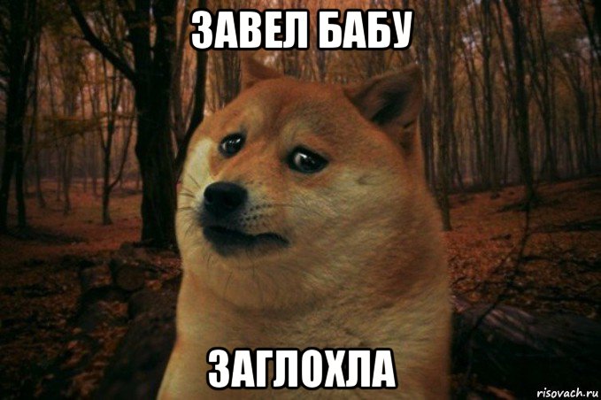 завел бабу заглохла, Мем SAD DOGE