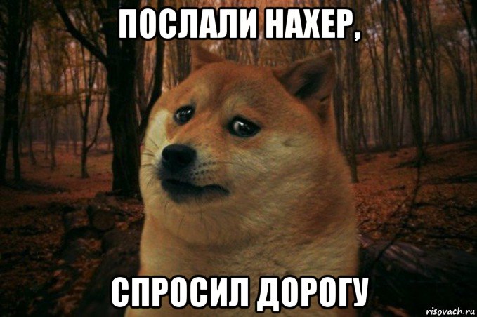 послали нахер, спросил дорогу, Мем SAD DOGE