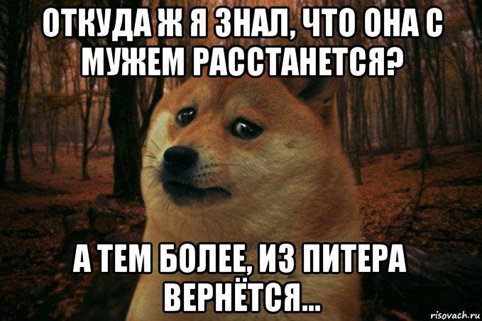 откуда ж я знал, что она с мужем расстанется? а тем более, из питера вернётся..., Мем SAD DOGE