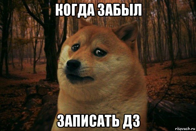 когда забыл записать дз, Мем SAD DOGE