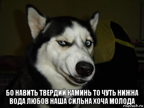 Бо навить твердий каминь то чуть нижна вода любов наша сильна хоча молода, Комикс  Собака подозревака