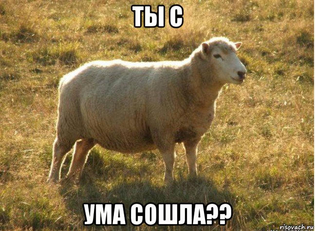 ты с ума сошла??, Мем Типичная овца