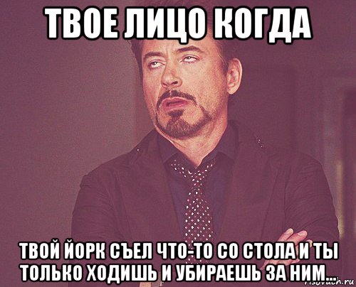 твое лицо когда твой йорк съел что-то со стола и ты только ходишь и убираешь за ним..., Мем твое выражение лица