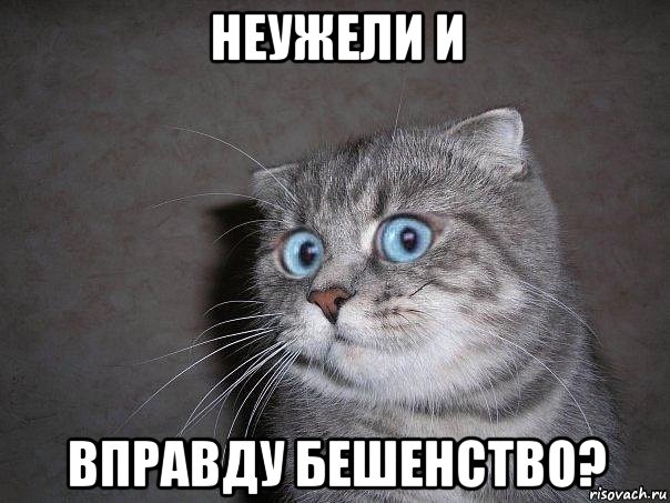 неужели и вправду бешенство?, Мем  удивлённый кот