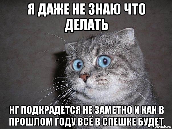 я даже не знаю что делать нг подкрадется не заметно и как в прошлом году всё в спешке будет, Мем  удивлённый кот