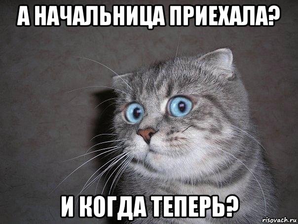 а начальница приехала? и когда теперь?, Мем  удивлённый кот