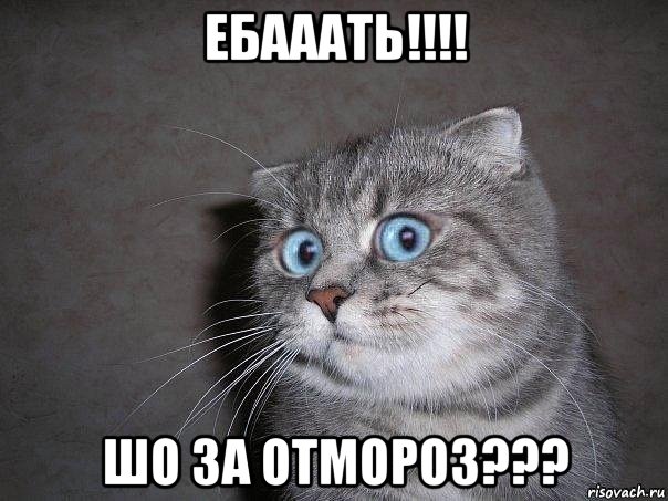 ебааать!!!! шо за отмороз???, Мем  удивлённый кот